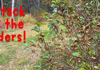 Attack of the alders!